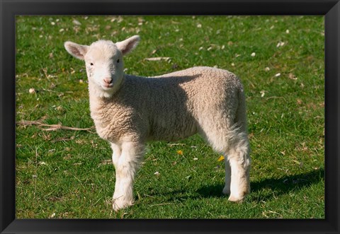 Framed New Lamb, South Island, New Zealand Print