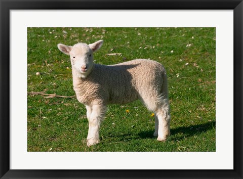 Framed New Lamb, South Island, New Zealand Print