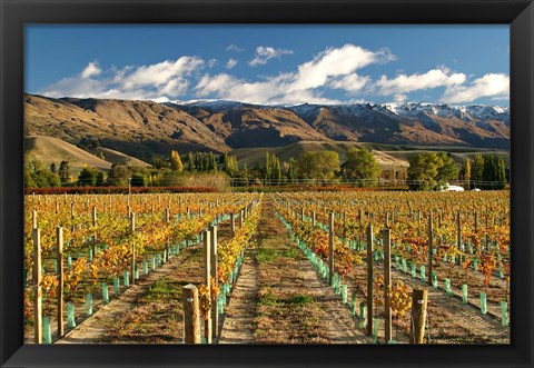 Framed Vineyard and Pisa Range, Cromwell, Central Otago, South Island, New Zealand Print