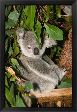 Framed Australia, Brisbane, Fig Tree Pocket, Koala Bears Print