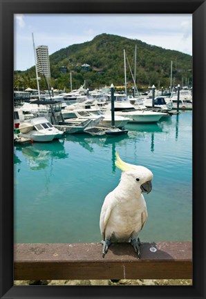 Framed Australia, Sulphur Crested Cockatoo tropical bird Print