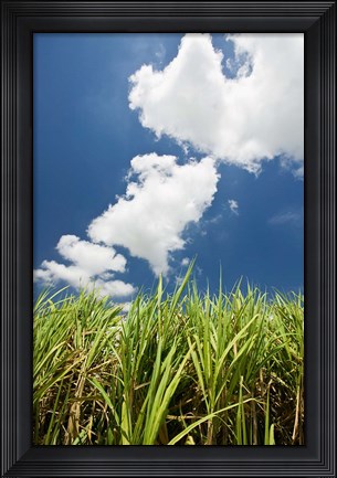 Framed Australia, Whitsunday, Pioneer Valley, Sugar Cane Print