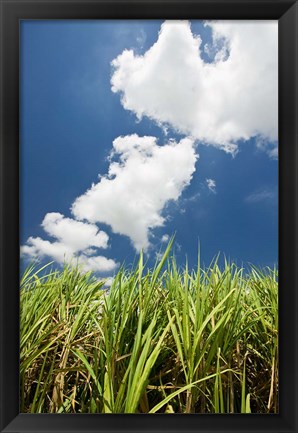 Framed Australia, Whitsunday, Pioneer Valley, Sugar Cane Print