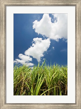 Framed Australia, Whitsunday, Pioneer Valley, Sugar Cane Print