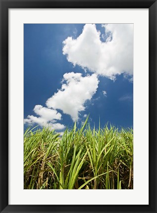 Framed Australia, Whitsunday, Pioneer Valley, Sugar Cane Print