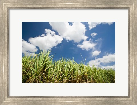 Framed Pioneer Valley-Sugar Cane Field, , Marian, Whitsunday Coast, Queensland Print