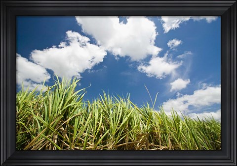 Framed Pioneer Valley-Sugar Cane Field, , Marian, Whitsunday Coast, Queensland Print