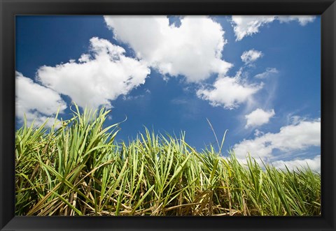 Framed Pioneer Valley-Sugar Cane Field, , Marian, Whitsunday Coast, Queensland Print