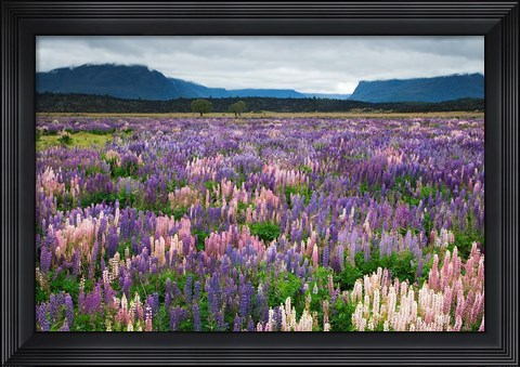 Framed Blooming Lupine Near Town of TeAnua, South Island, New Zealand Print