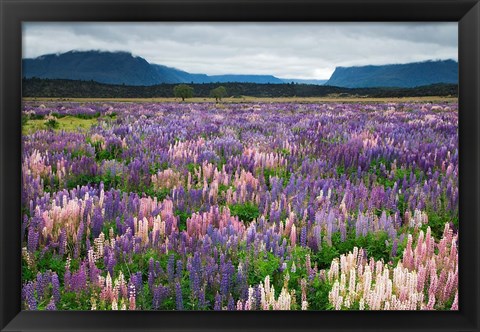 Framed Blooming Lupine Near Town of TeAnua, South Island, New Zealand Print