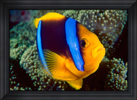 Framed Anemonefish, Great Barrier Reef, Australia Print