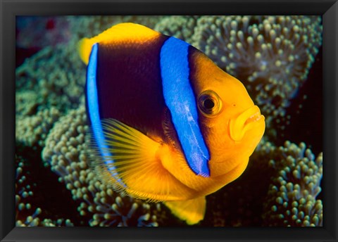 Framed Anemonefish, Great Barrier Reef, Australia Print