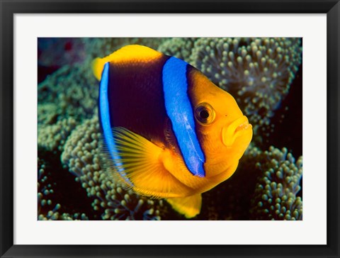 Framed Anemonefish, Great Barrier Reef, Australia Print