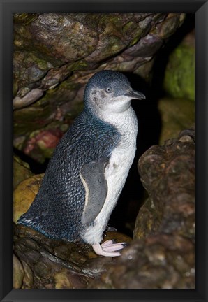 Framed Australia, Bass Strait, Little blue penguin Print