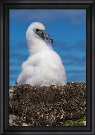Framed Australia, Tasmania, Bass Strait Albatross chick Print