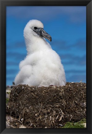 Framed Australia, Tasmania, Bass Strait Albatross chick Print