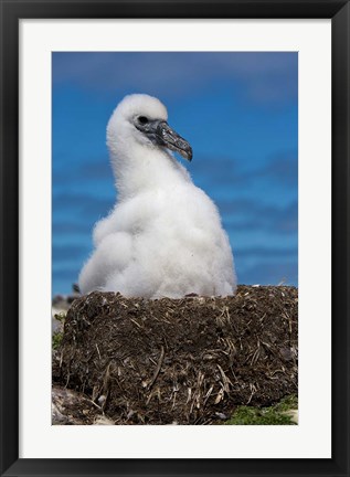 Framed Australia, Tasmania, Bass Strait Albatross chick Print