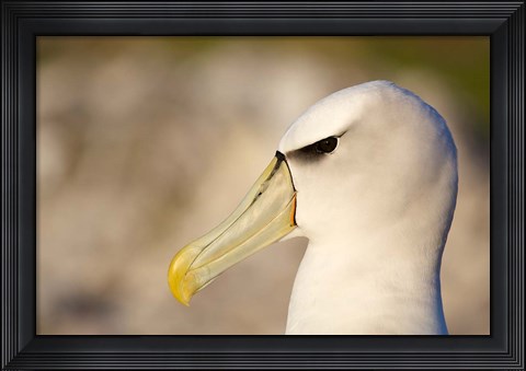 Framed Australia, Tasmania, Bass Strait, Albatross bird head Print