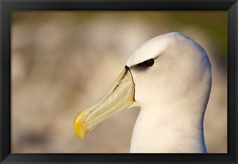 Framed Australia, Tasmania, Bass Strait, Albatross bird head Print