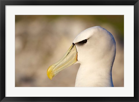 Framed Australia, Tasmania, Bass Strait, Albatross bird head Print