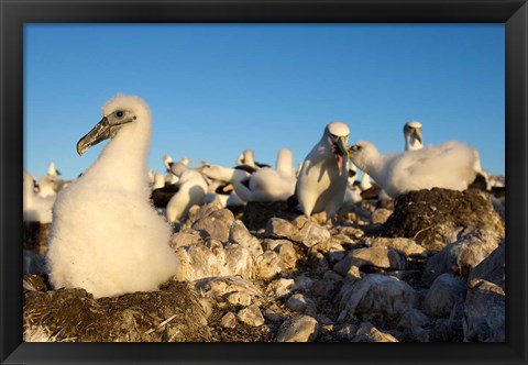 Framed Shy Albatross chick and colony, Bass Strait, Tasmania, Australia Print