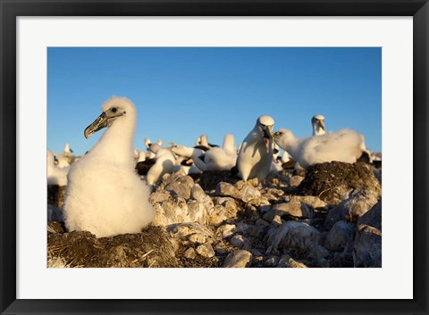 Framed Shy Albatross chick and colony, Bass Strait, Tasmania, Australia Print