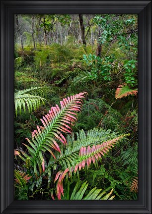 Framed Waipoua Forest, North Island, New Zealand Print