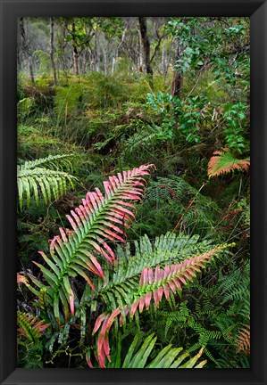 Framed Waipoua Forest, North Island, New Zealand Print