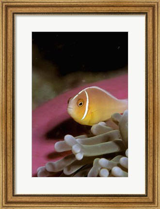 Framed Australia, Great Barrier Reef Anemonefish Print