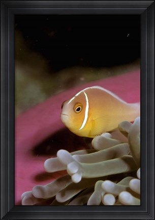 Framed Australia, Great Barrier Reef Anemonefish Print