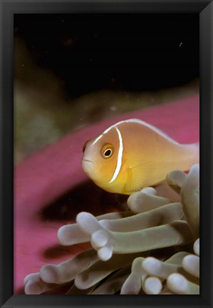 Framed Australia, Great Barrier Reef Anemonefish Print