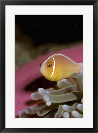 Framed Australia, Great Barrier Reef Anemonefish Print