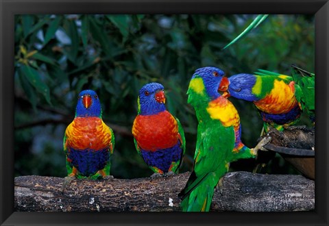 Framed Australia, East Coast,  Lorikeets birds in a row Print