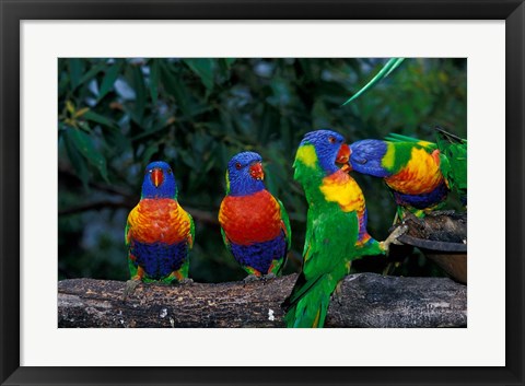 Framed Australia, East Coast,  Lorikeets birds in a row Print