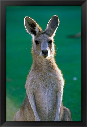 Framed Australia, Yamba Golf Course, Eastern Grey Kangaroo Print