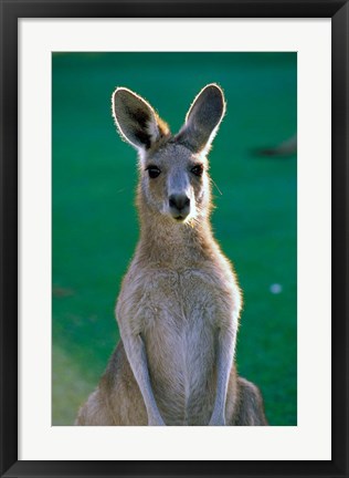 Framed Australia, Yamba Golf Course, Eastern Grey Kangaroo Print