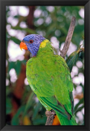 Framed Australia, East Coast Rainbow Lorikeets bird (back view) Print