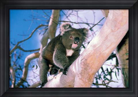Framed Australia, Kangaroo Isl, Koala bear, eucalypytus tree Print