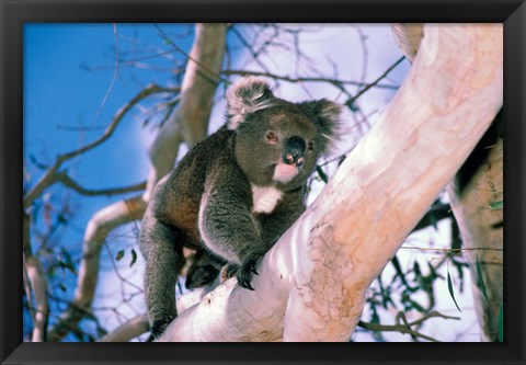 Framed Australia, Kangaroo Isl, Koala bear, eucalypytus tree Print