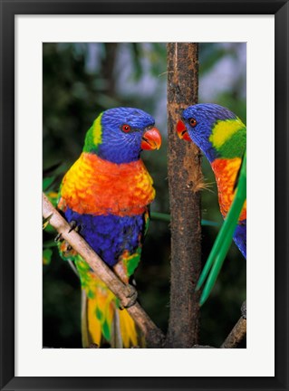 Framed Australia, Pair of Rainbow Lorikeets bird Print