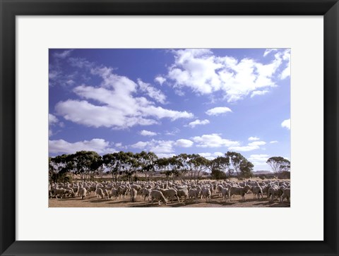 Framed Sheep Station, Kangaroo Island, South Australia, Australia Print