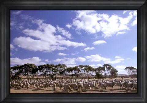Framed Sheep Station, Kangaroo Island, South Australia, Australia Print