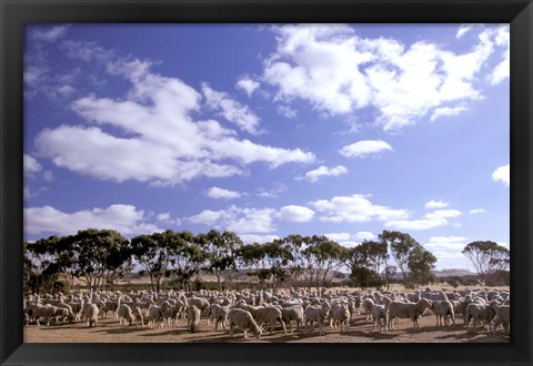 Framed Sheep Station, Kangaroo Island, South Australia, Australia Print