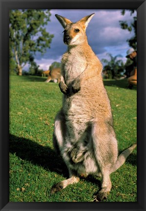 Framed Kangaroo, Queensland, Australia Print