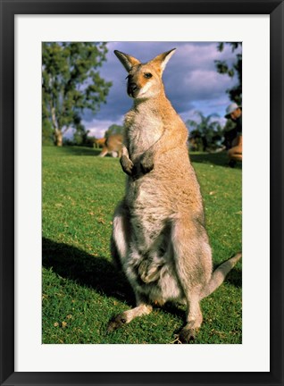 Framed Kangaroo, Queensland, Australia Print