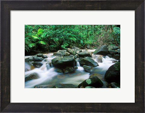 Framed Rainforest, Daintree National Park, Queensland, Australia Print