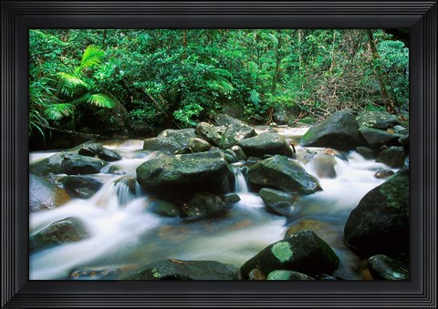 Framed Rainforest, Daintree National Park, Queensland, Australia Print