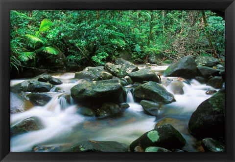 Framed Rainforest, Daintree National Park, Queensland, Australia Print