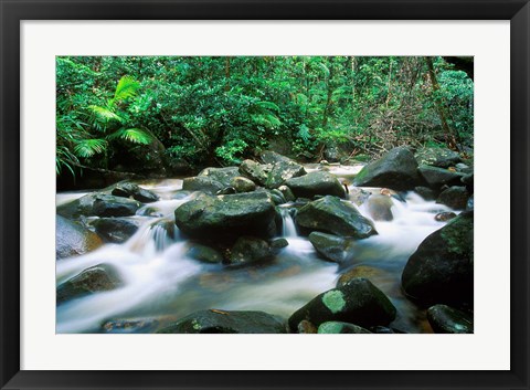 Framed Rainforest, Daintree National Park, Queensland, Australia Print