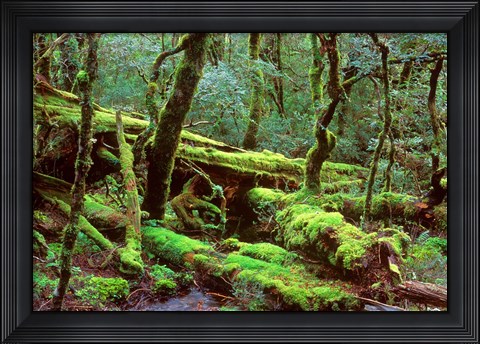 Framed Cradle Mt and Lake St Clair National Park, Tasmania, Australia Print